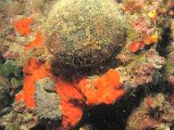 IMG_7084.JPG